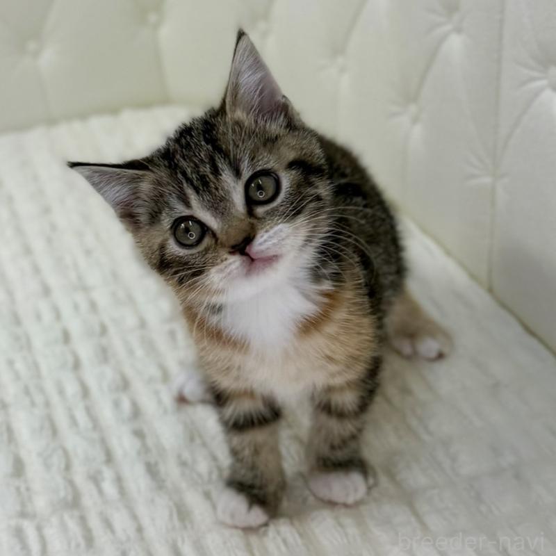 販売中の鹿児島県のスコティッシュフォールド-133196