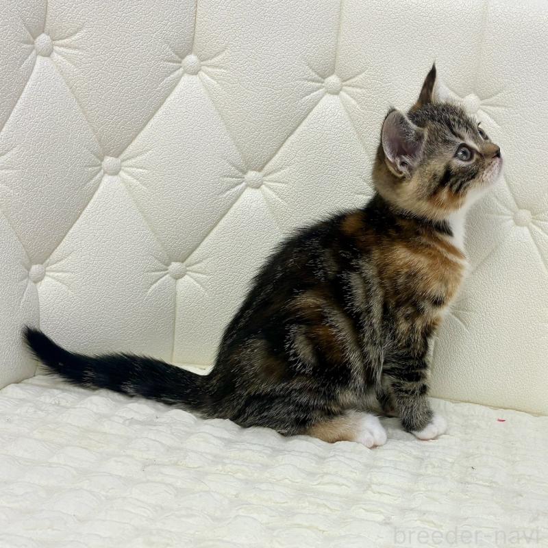 販売中の鹿児島県のスコティッシュフォールド-133196の9枚目