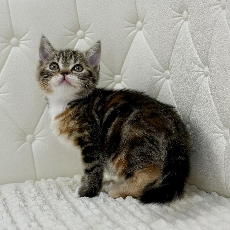 販売中の鹿児島県のスコティッシュフォールド-133196の8枚目