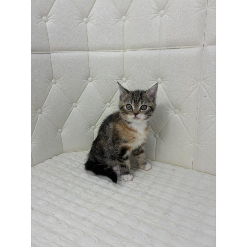 販売中の鹿児島県のスコティッシュフォールド-133196の7枚目