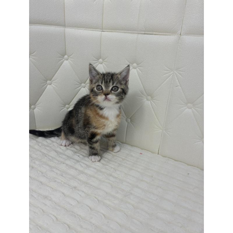 販売中の鹿児島県のスコティッシュフォールド-133196の6枚目