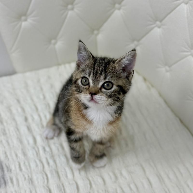 販売中の鹿児島県のスコティッシュフォールド-133196の5枚目