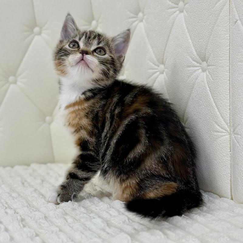 販売中の鹿児島県のスコティッシュフォールド-133196の3枚目