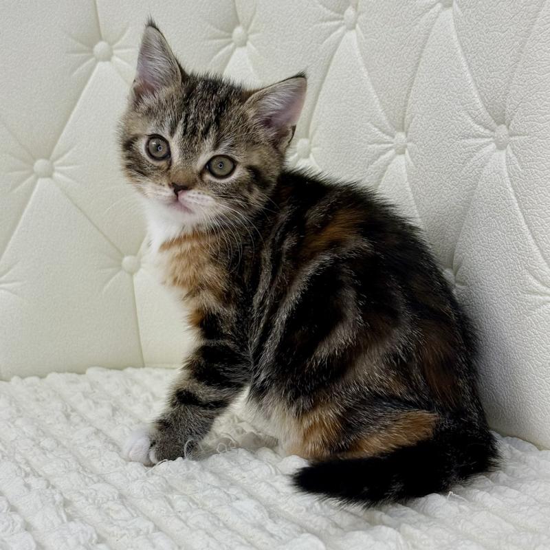 販売中の鹿児島県のスコティッシュフォールド-133196の2枚目