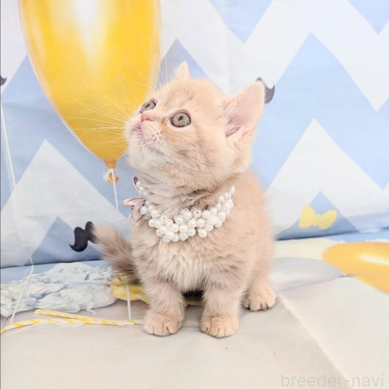 販売中の埼玉県のミヌエット(短足)-133197の5枚目