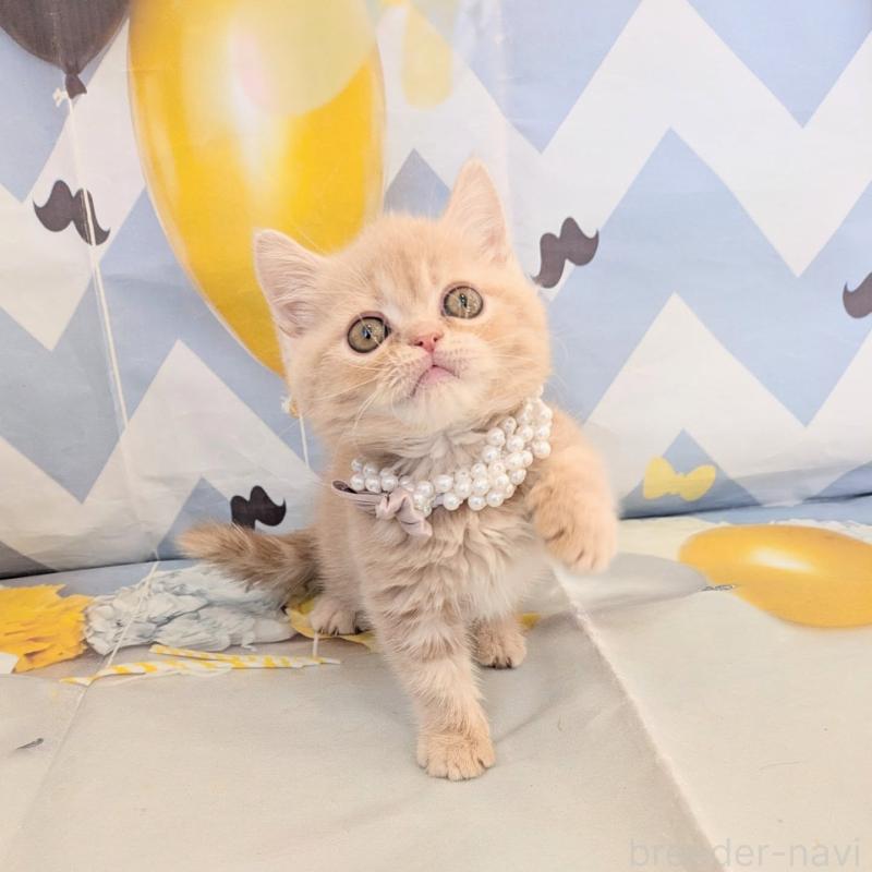 販売中の埼玉県のミヌエット(短足)-133197の1枚目