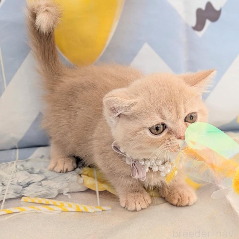 販売中の埼玉県のミヌエット(短足)-133197の4枚目