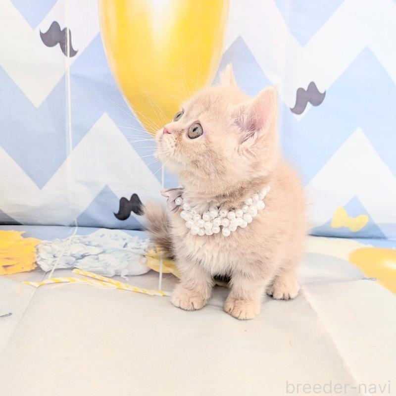 販売中の埼玉県のミヌエット(短足)-133197の3枚目