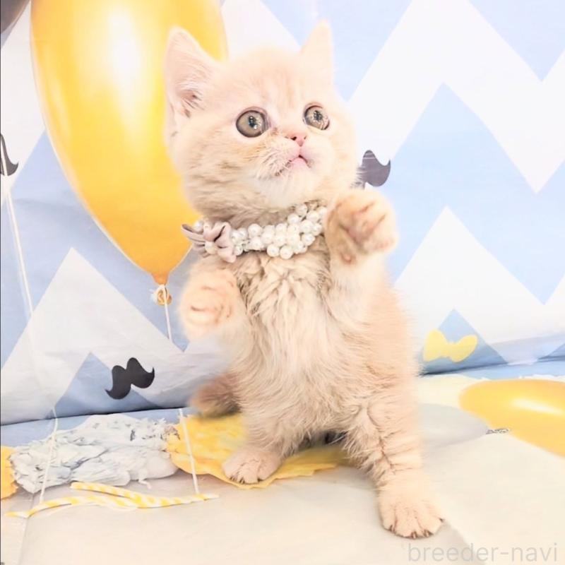 販売中の埼玉県のミヌエット(短足)-133197の2枚目