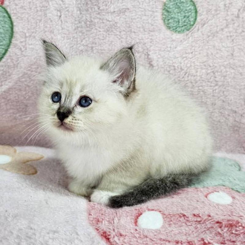 販売中の千葉県のバーマン-133198の2枚目