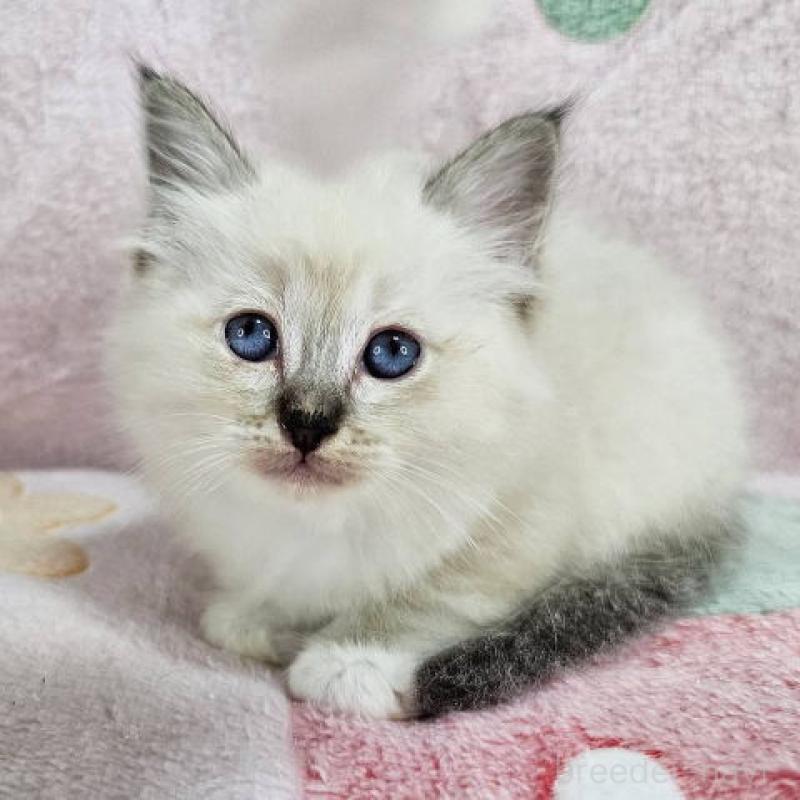 販売中ののバーマン-133198