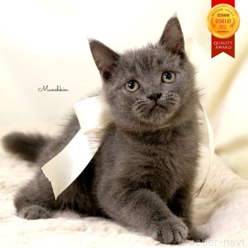 販売中の栃木県のマンチカン-133199の1枚目