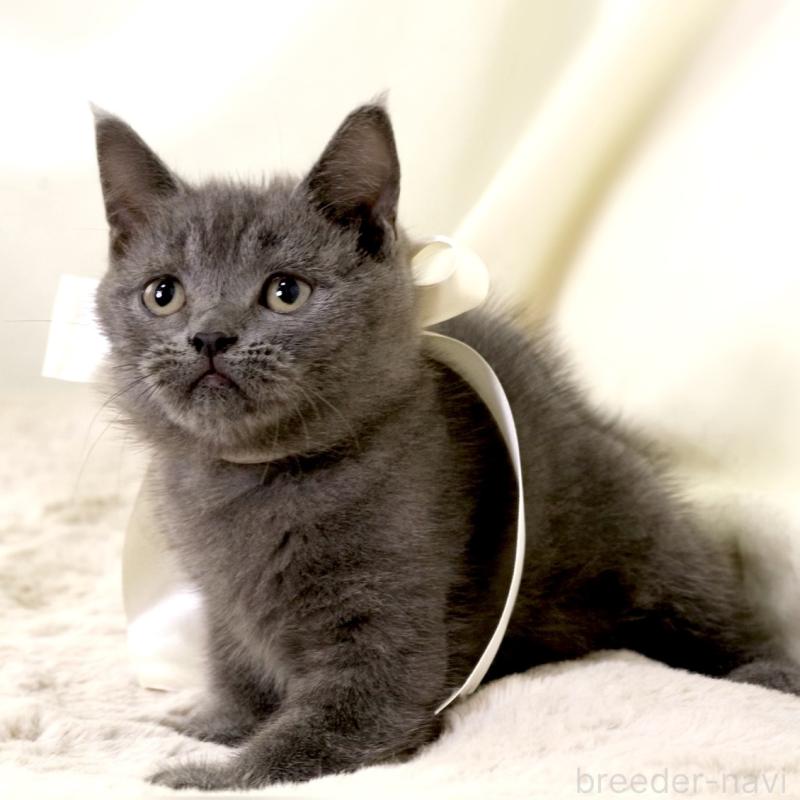 販売中の栃木県のマンチカン-133199の10枚目