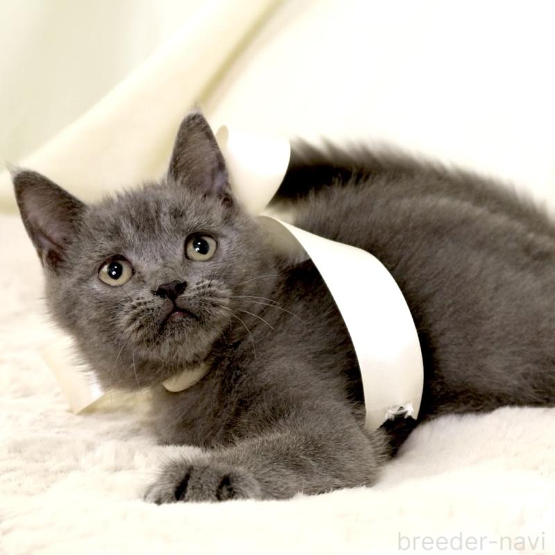 販売中の栃木県のマンチカン-133199の9枚目