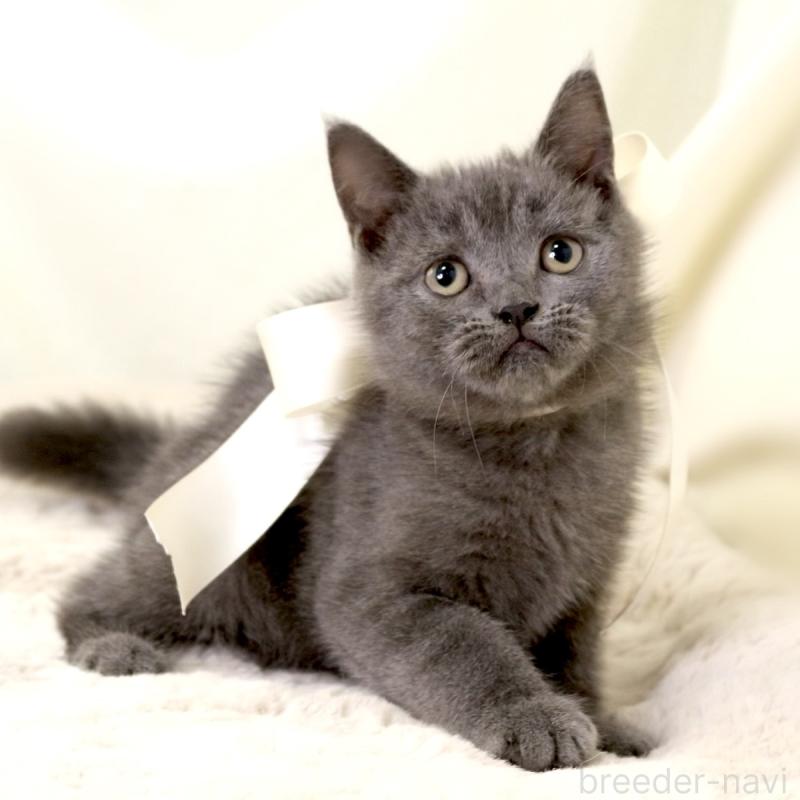 販売中の栃木県のマンチカン-133199の8枚目