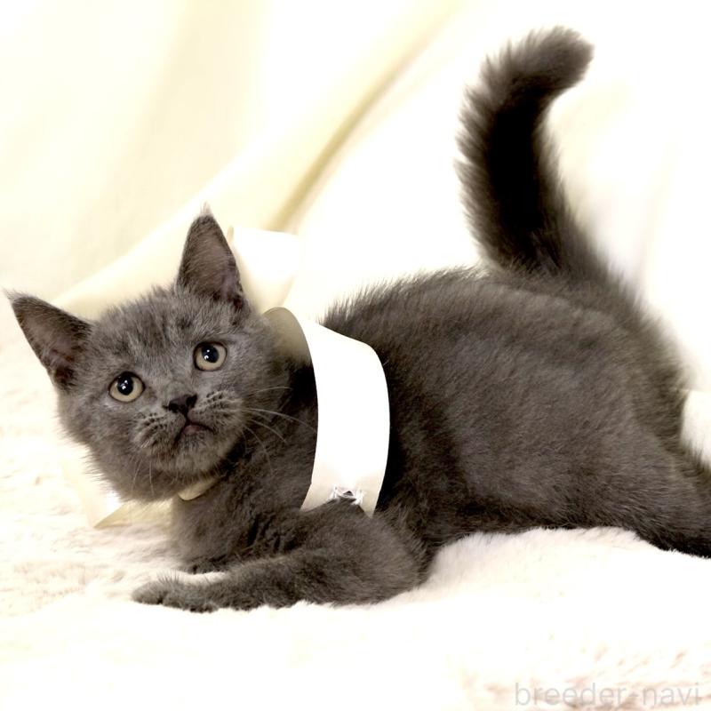 販売中の栃木県のマンチカン-133199の7枚目