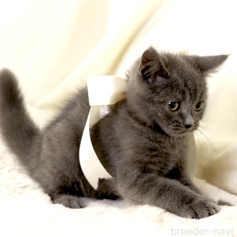 販売中の栃木県のマンチカン-133199の6枚目