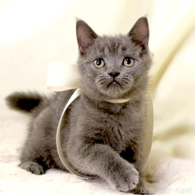 販売中の栃木県のマンチカン-133199の5枚目