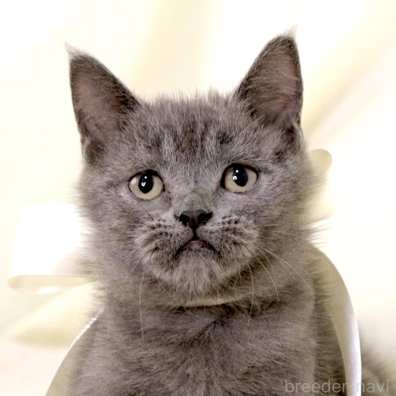 販売中の栃木県のマンチカン-133199の4枚目