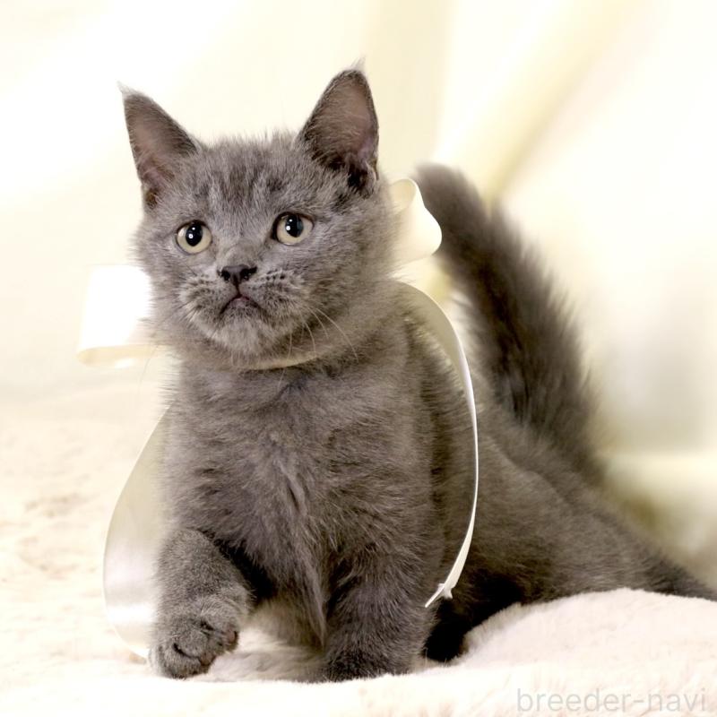 販売中の栃木県のマンチカン-133199の3枚目