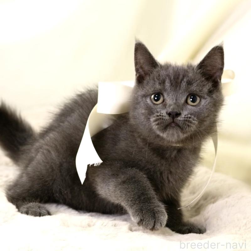 販売中の栃木県のマンチカン-133199の2枚目