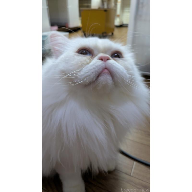 販売中の大阪府のミヌエット-119962の3枚目