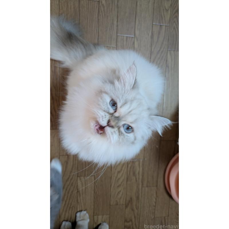 販売中の大阪府のミヌエット-127978の5枚目