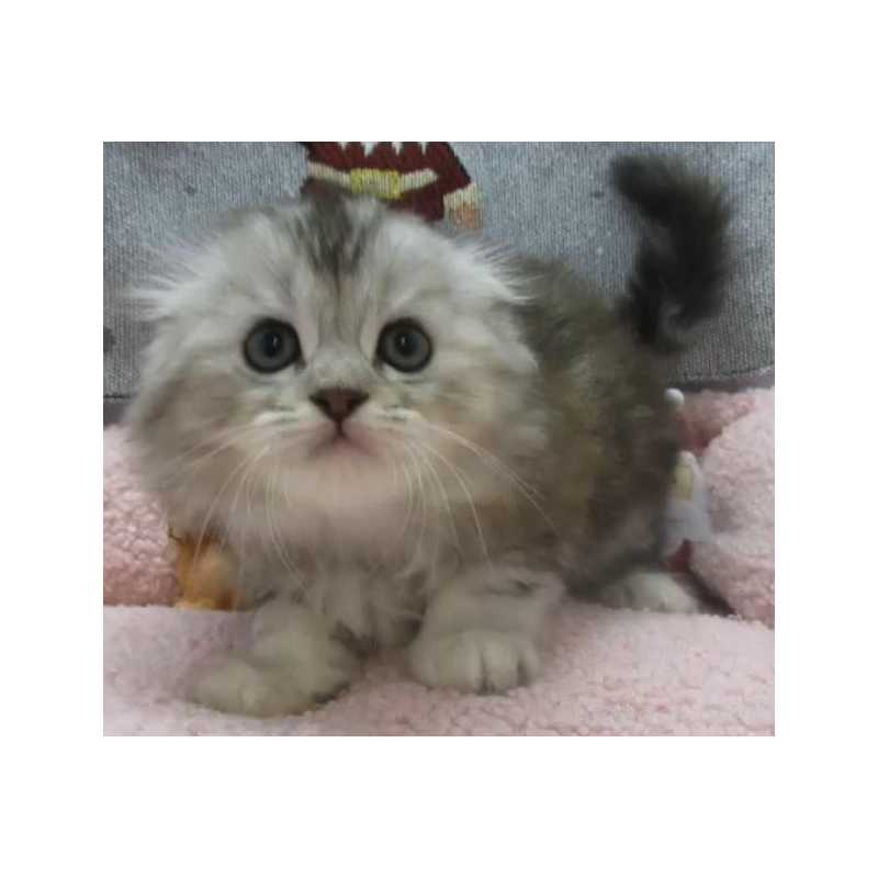 販売中の神奈川県のスコティッシュフォールド(折れ耳)-133200の6枚目