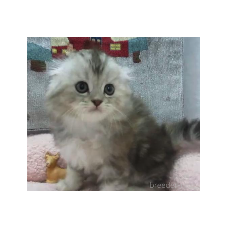 販売中の神奈川県のスコティッシュフォールド(折れ耳)-133200の5枚目