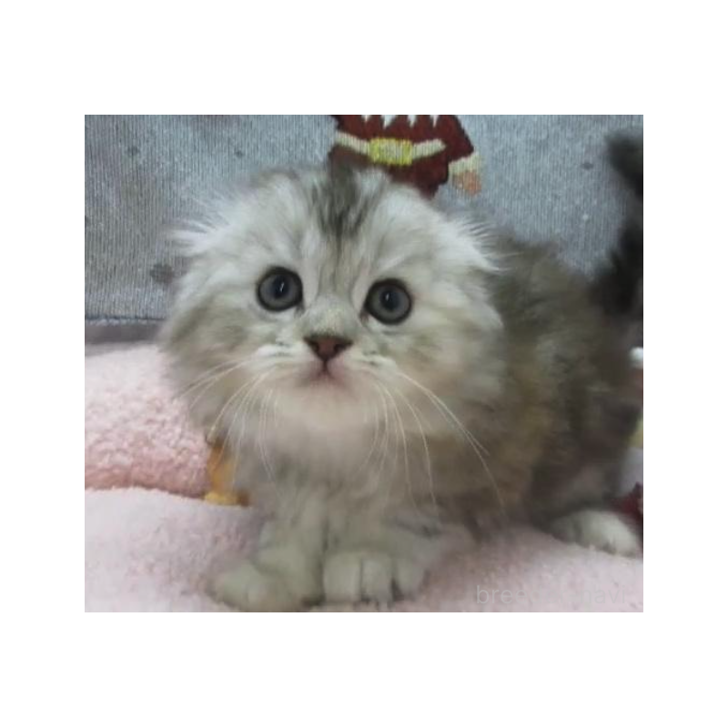 販売中の神奈川県のスコティッシュフォールド(折れ耳)-133200の4枚目