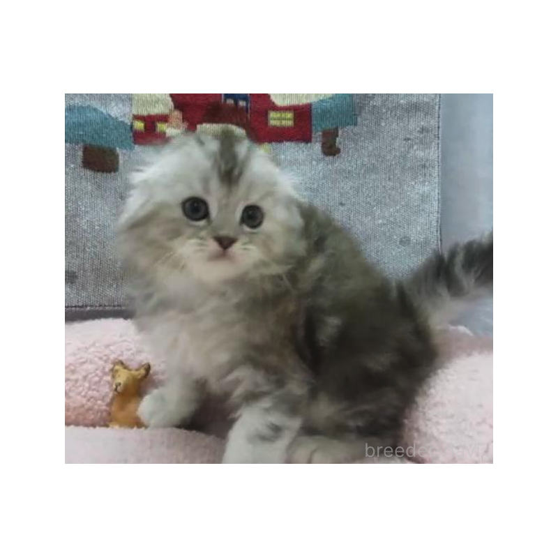 販売中の神奈川県のスコティッシュフォールド(折れ耳)-133200の3枚目