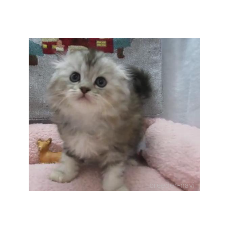 販売中の神奈川県のスコティッシュフォールド(折れ耳)-133200の2枚目