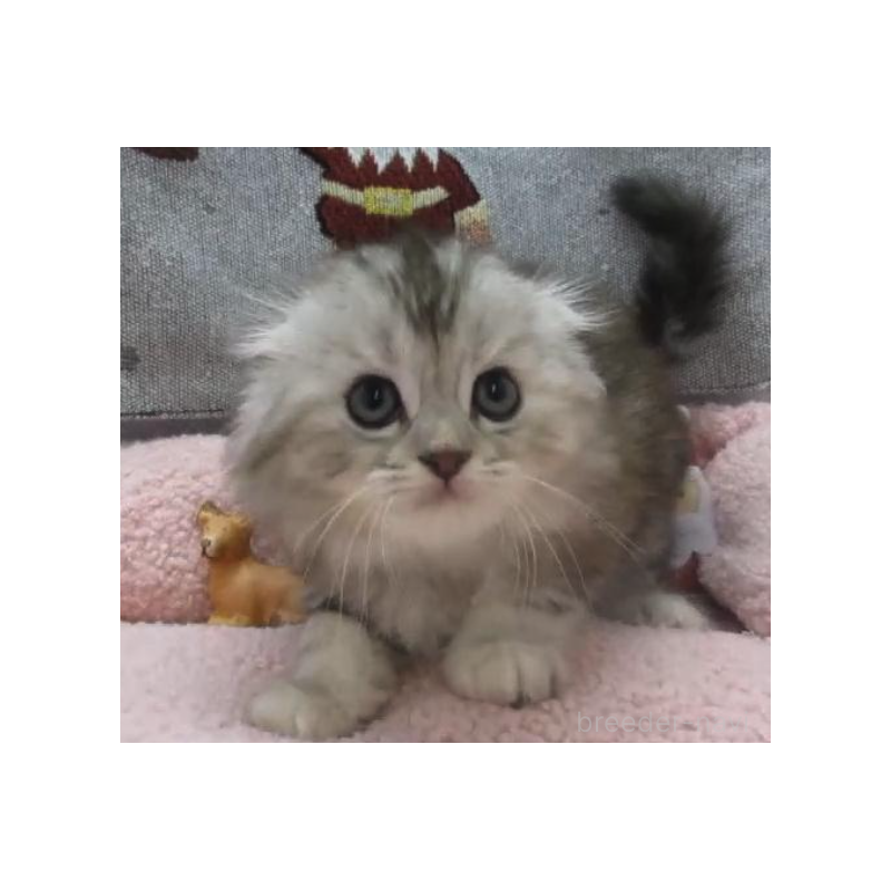 販売中の神奈川県のスコティッシュフォールド(折れ耳)-133200