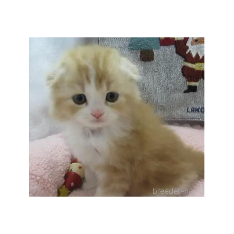 販売中の神奈川県のスコティッシュフォールド(折れ耳)-133201の6枚目