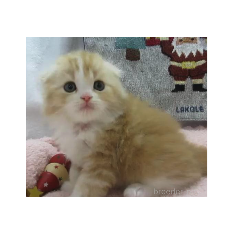 販売中の神奈川県のスコティッシュフォールド(折れ耳)-133201の4枚目