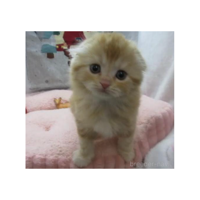 販売中の神奈川県のスコティッシュフォールド(折れ耳)-133201の3枚目