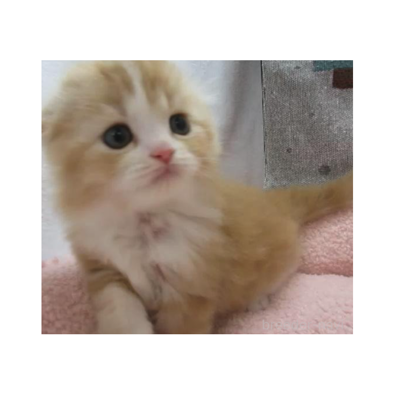 販売中の神奈川県のスコティッシュフォールド(折れ耳)-133201の2枚目