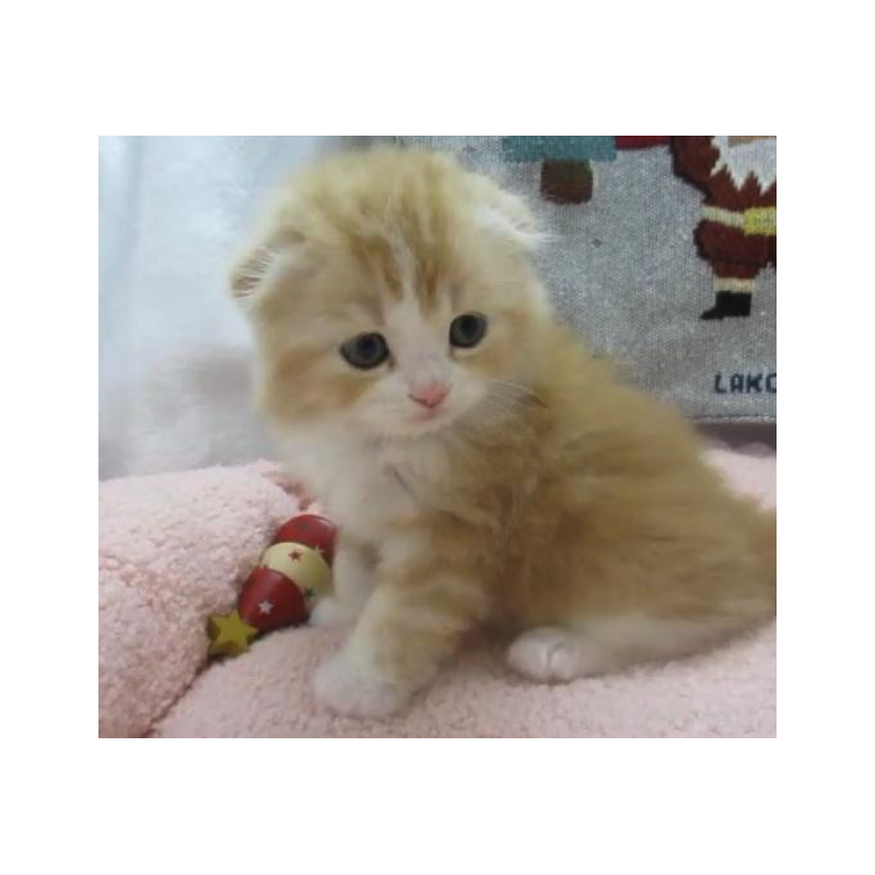 販売中の神奈川県のスコティッシュフォールド(折れ耳)-133201