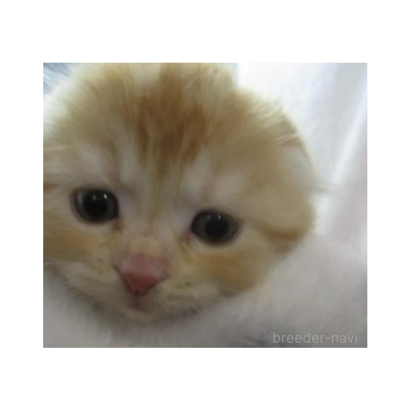 販売中の神奈川県のスコティッシュフォールド(折れ耳)-133202の6枚目