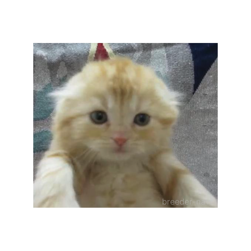 販売中の神奈川県のスコティッシュフォールド(折れ耳)-133202の5枚目
