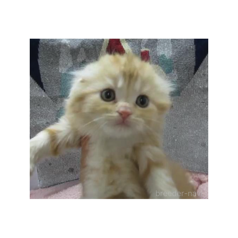 販売中の神奈川県のスコティッシュフォールド(折れ耳)-133202の4枚目