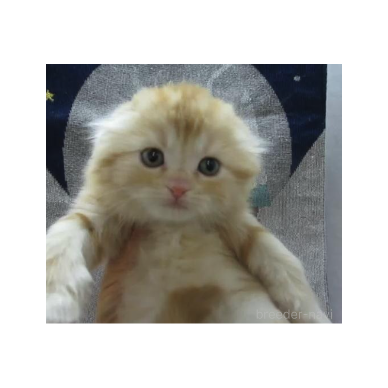 販売中の神奈川県のスコティッシュフォールド(折れ耳)-133202の3枚目