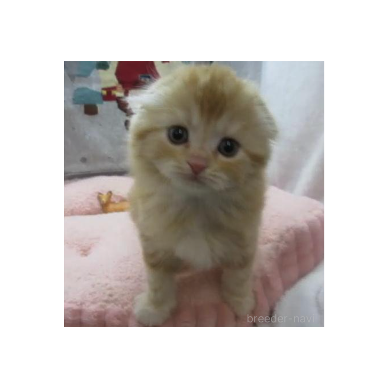 販売中の神奈川県のスコティッシュフォールド(折れ耳)-133202の2枚目