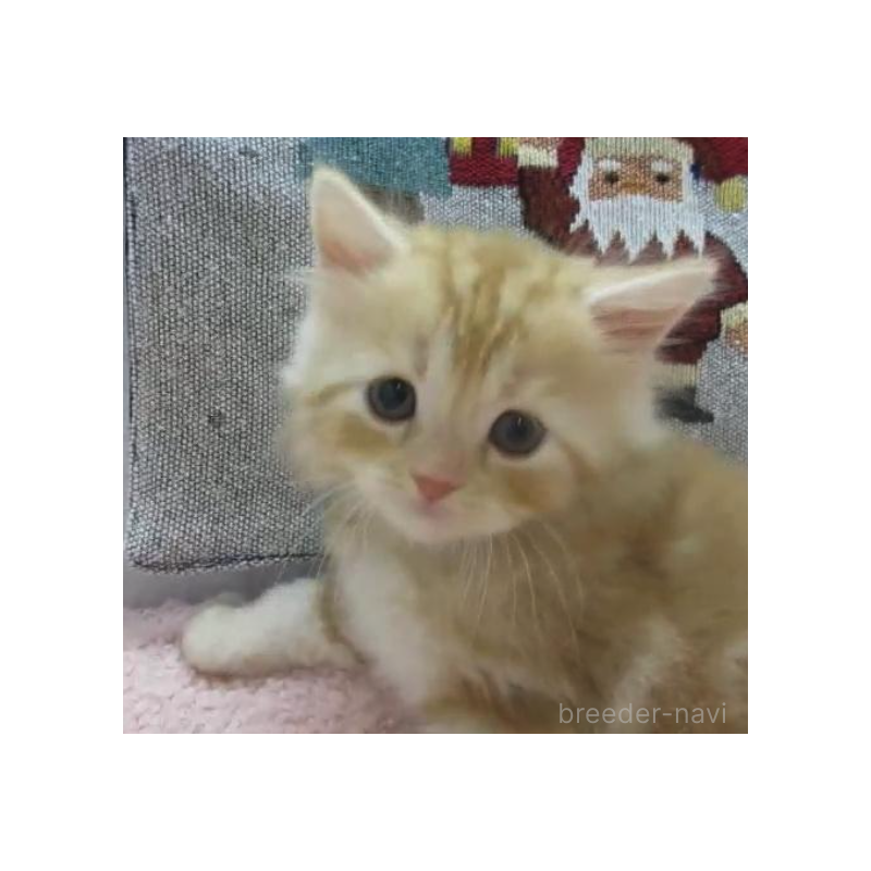 販売中の神奈川県のスコティッシュフォールド-133203の6枚目