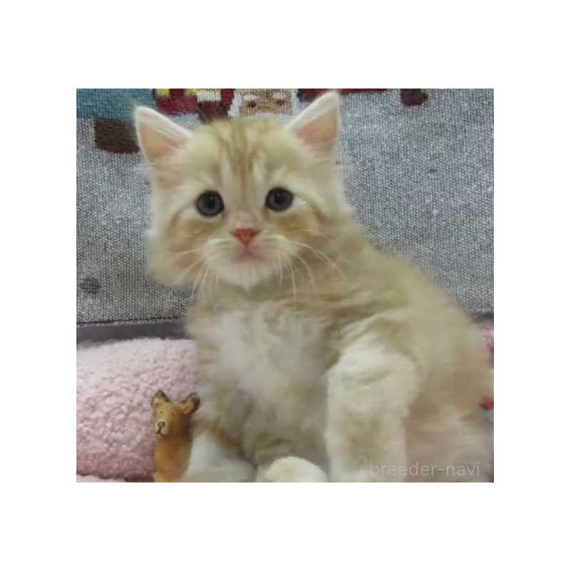 販売中の神奈川県のスコティッシュフォールド-133203の5枚目