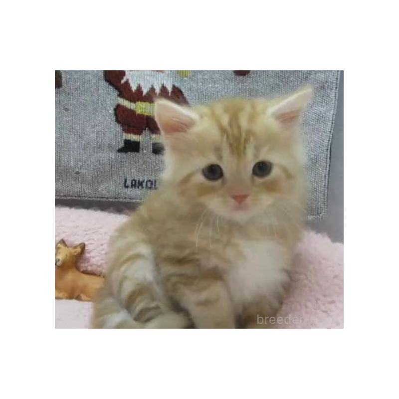 販売中の神奈川県のスコティッシュフォールド-133203の4枚目