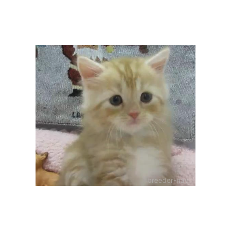 販売中の神奈川県のスコティッシュフォールド-133203の3枚目