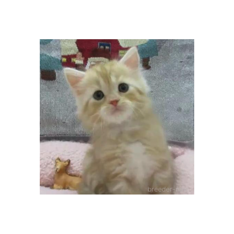 販売中の神奈川県のスコティッシュフォールド-133203の2枚目