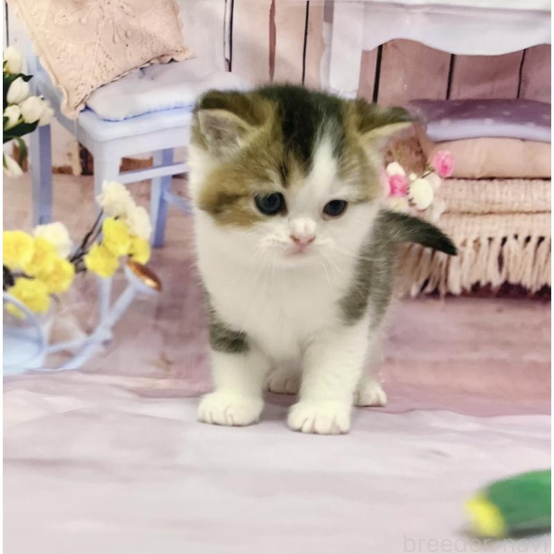 販売中の福岡県のスコティッシュフォールド-133204の11枚目