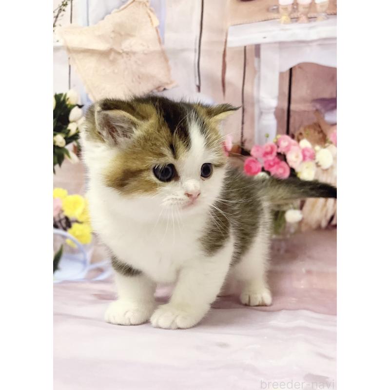 販売中の福岡県のスコティッシュフォールド-133204の10枚目